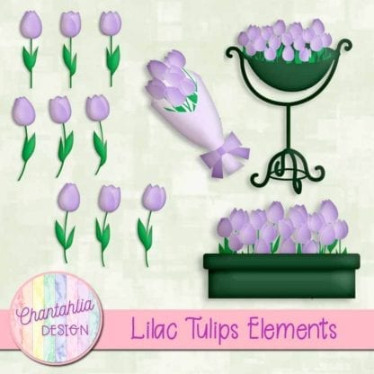 lilac tulips elements