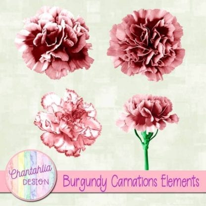 burgundy carnations elements