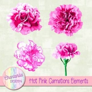 hot pink carnations elements