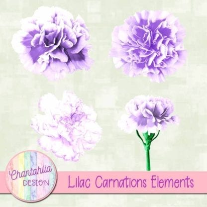 lilac carnations elements