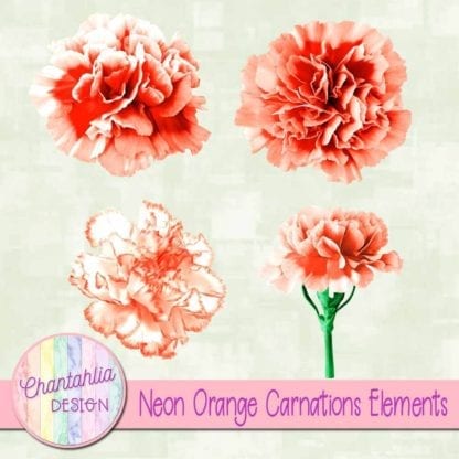 orange carnations elements