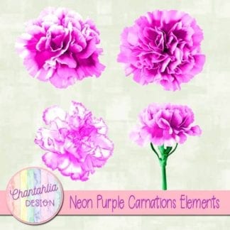 purple carnations elements