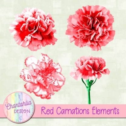 red carnations elements