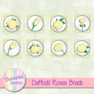 daffodil roses brads