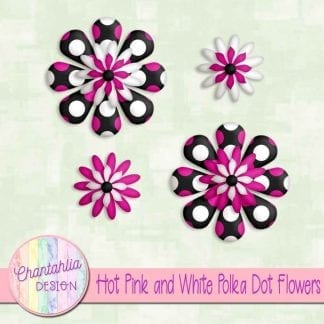 hot pink and white polka dot flowers