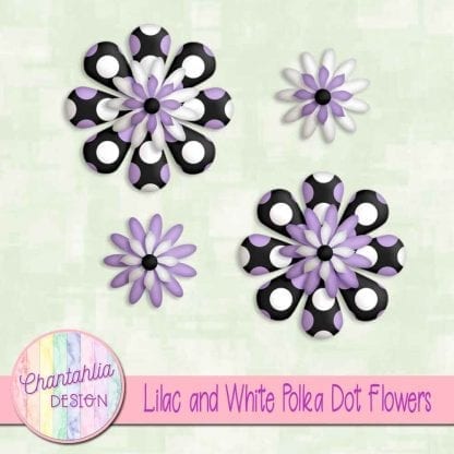 lilac and white polka dot flowers