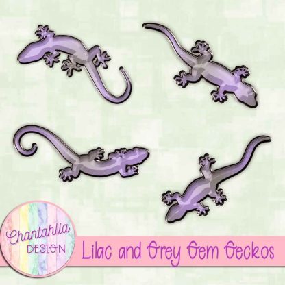 Free lilac and grey gem geckos
