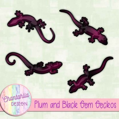 Free plum and black gem geckos